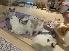 -momokira米努特·德文卷毛猫·棉花面纱犬