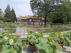 -莲花池公园