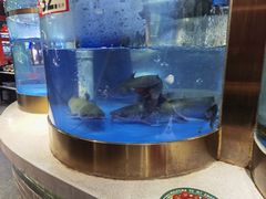 -蜀滋香鲜鱼美蛙火锅(339店)
