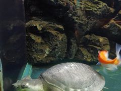 -大连圣亚海洋世界