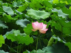 -四川大学(华西校区)