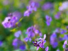 -白塘生态植物园