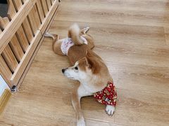 -柴犬小屋·柴餐厅·狗咖食堂(金鼎广场店)