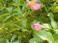 -黑龙江省森林植物园