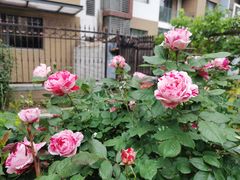 -首开·常青藤二期