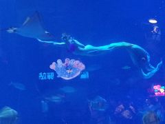 -烟台海昌鲸鲨海洋公园