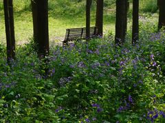 -上海共青森林公园