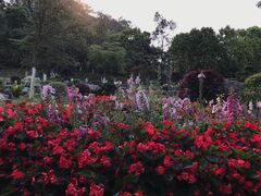 -东莞植物园