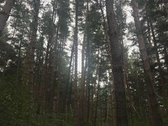 景点-美人松苑