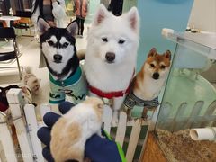 -怪兽屋·羊驼·猫咖·狗咖(俊华广场店)