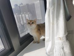 -猫腻·猫咖·撸猫馆(星光大道店)