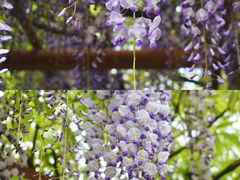 -嘉定紫藤园