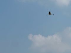-盐城丹顶鹤湿地生态旅游区