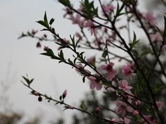 -桃花岛景观公园