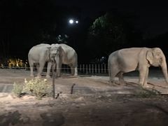 -清迈夜间动物园