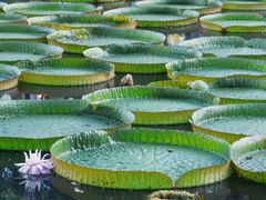-中国科学院西双版纳热带植物园