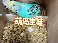 -清平路水族市场