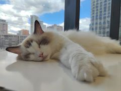 -怪兽屋·羊驼·猫咖·狗咖(俊华广场店)