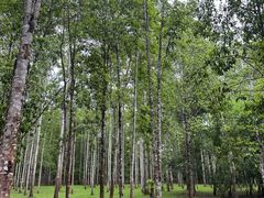 -中国科学院西双版纳热带植物园