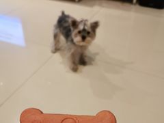-Shake Shack(西单大悦城店)