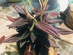 -靳晖金百合花艺GOLDENLILY(南院门店)