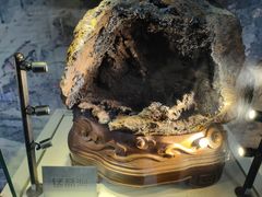 -陕西自然博物馆