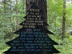 -五营红松林海景区