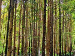 -桤木河湿地公园