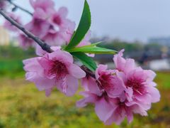 -汉长安城未央宫国家考古遗址公园