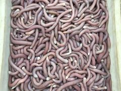 -北海金海湾红树林生态旅游区