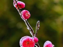 -贵州省植物园