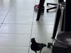 -美芝律剪刀剪咖喱饭