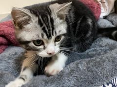-lincat·猫舍(广州店)