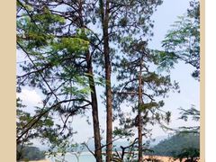 -广州市流溪河国家森林公园