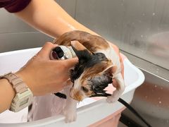 -瑞派康怡24h宠物医院·犬猫医疗中心·微创绝育(瑞景分院)