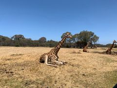 -威勒比开放式动物园