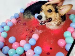 -派多格宠物·购宠(靛厂路店)