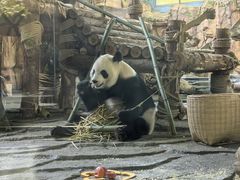 -泉州海丝野生动物世界