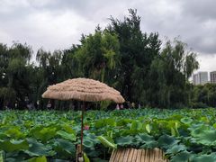 -大宁公园