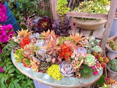 -龙大花卉苗木市场