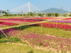 -芒洲湿地公园