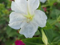 -保利·罗兰香谷