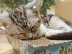 -屋虎猫馆(宝安大仟里店)