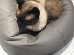 -飞行喵MR PILOT|猫舍·猫咖(静安大融城店)