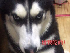 -奈斯宠物医院·核磁CT·异宠专科·内镜(中南店)
