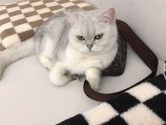 -怪兽屋·羊驼·猫咖·狗咖(俊华广场店)