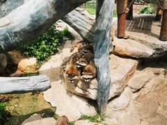 -灵玲国际马戏城