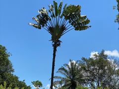 -西双版纳原始森林公园
