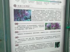 -嘉定紫藤园