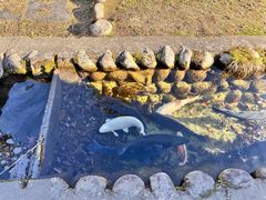 -白川乡与五箇山的合掌构造村落